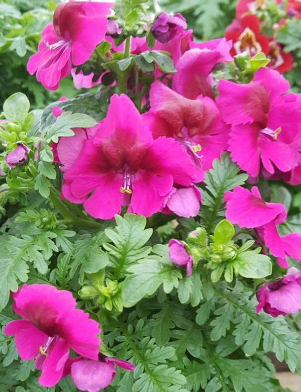 Fleuristes Saint-Julien-en-Genevois