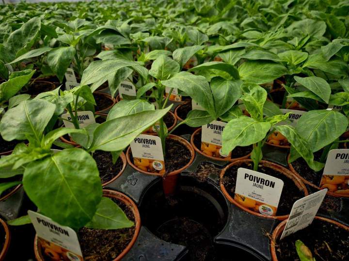 Les plants de poivrons Neydens