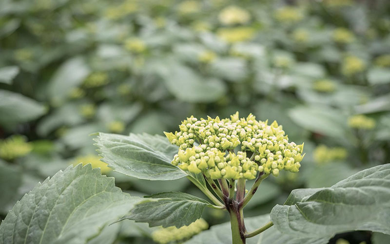 Producteur de fleurs à Neydens