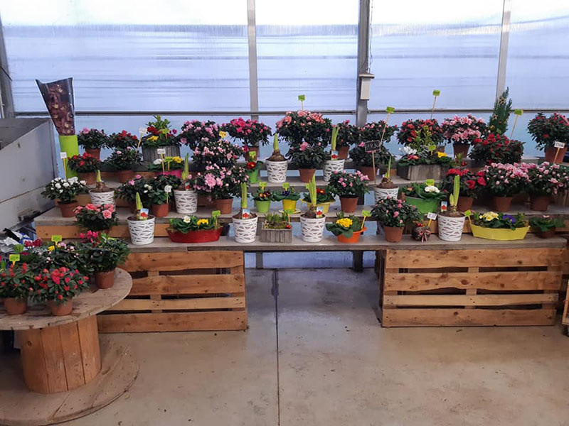 Production de bulbes à fleurs près d’Annemasse