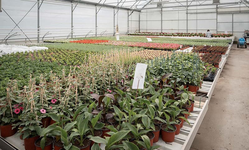 Producteur de fleurs, Annemasse