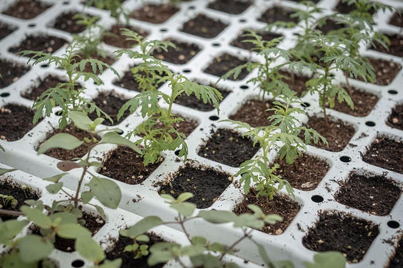 Horticulteurs Saint-Julien-en-Genevois