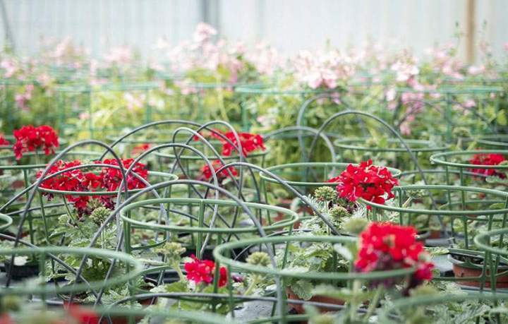 Producteur de fleurs, Viry