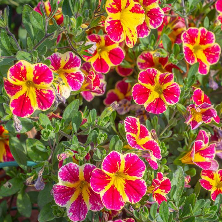 Création florale Neydens (4)