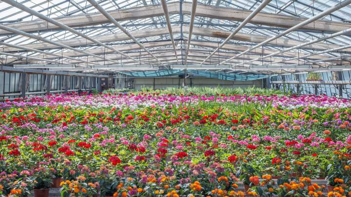 Production horticole Neydens