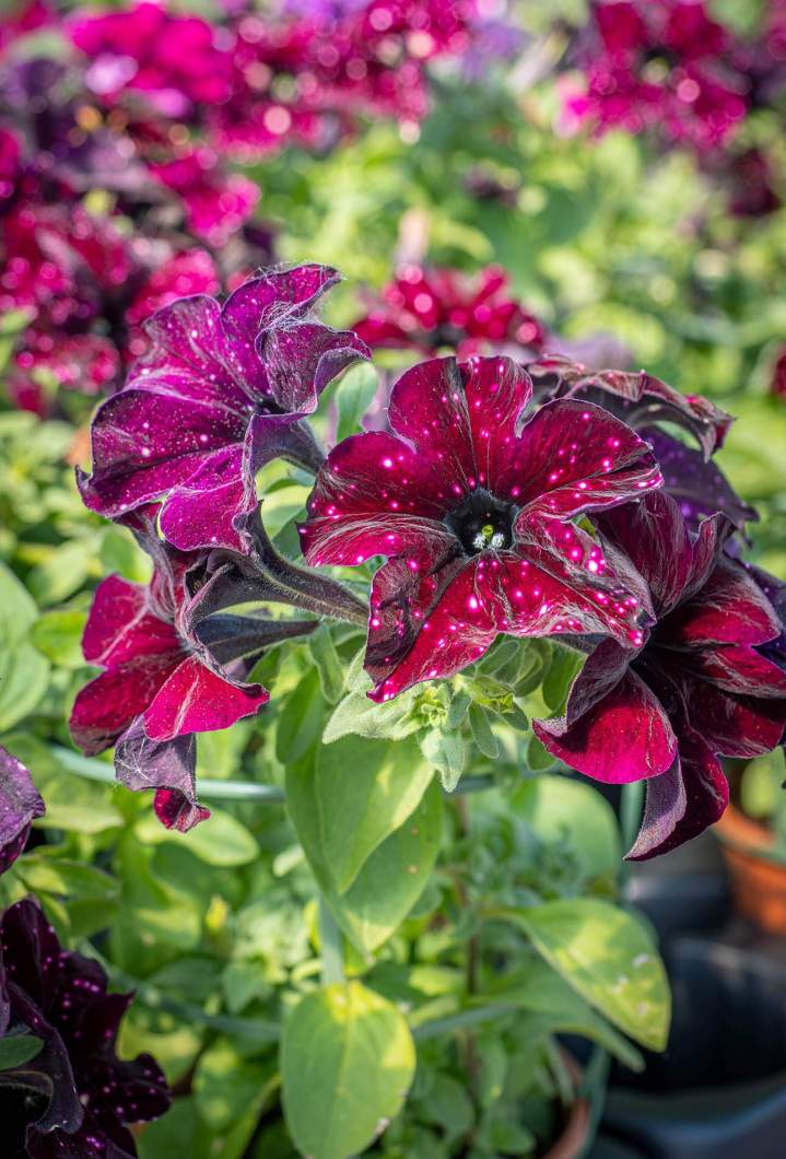 Plantes fleurs Neydens