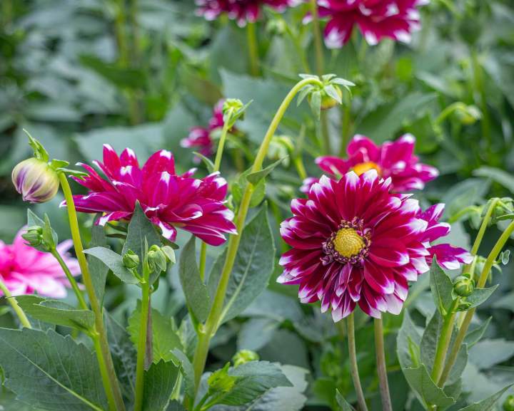 Fleurs Neydens