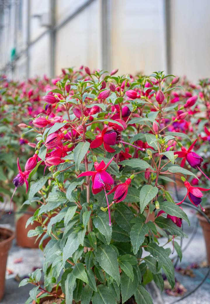 Production de fleurs Neydens