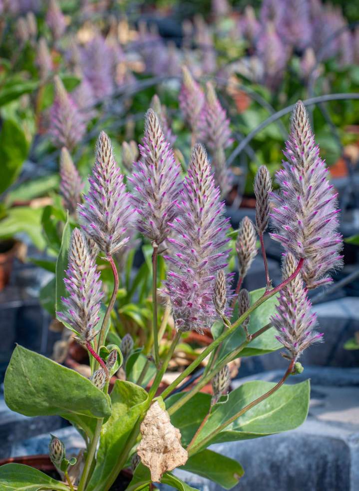 Production de fleurs Neydens