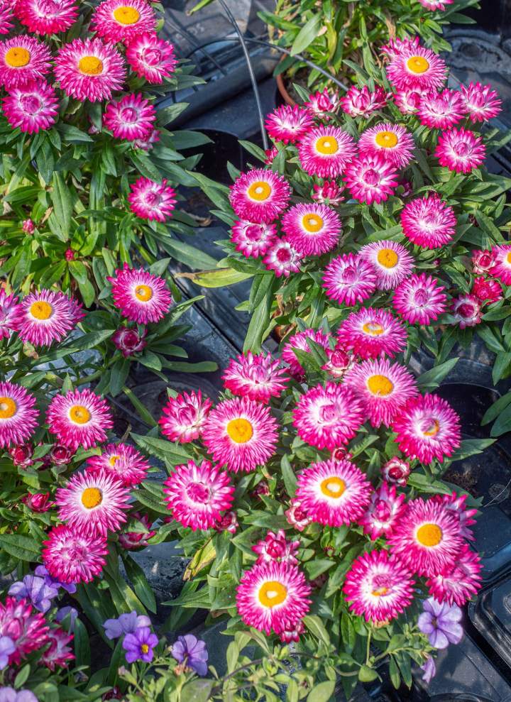 Arrangement floral Neydens