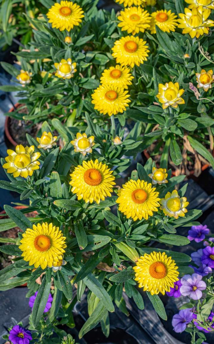 Création de fleur Neydens