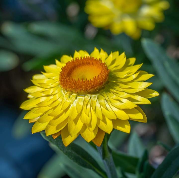 Fleur jaune Neydens