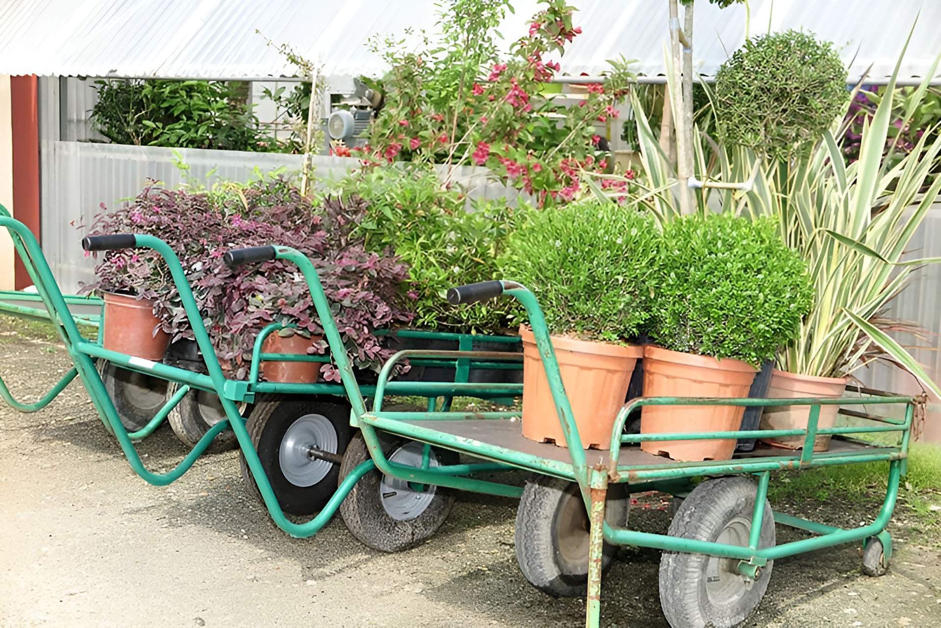 Producteur de plantes