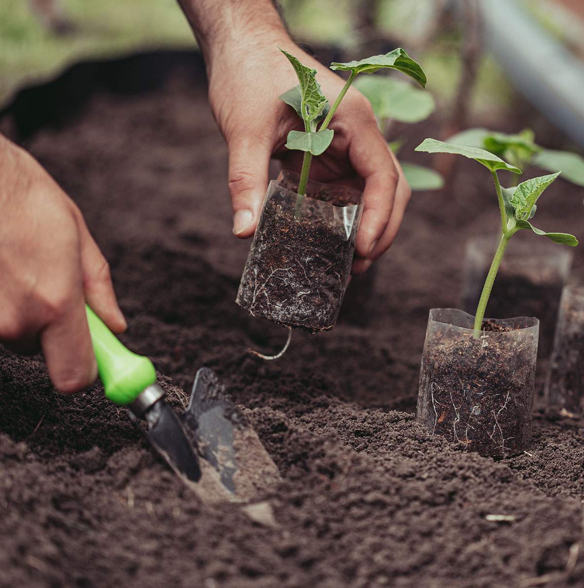 Producteur de plants de légumes
