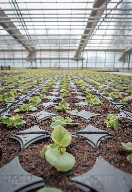 Production bulbes à fleurs, Beaumont
