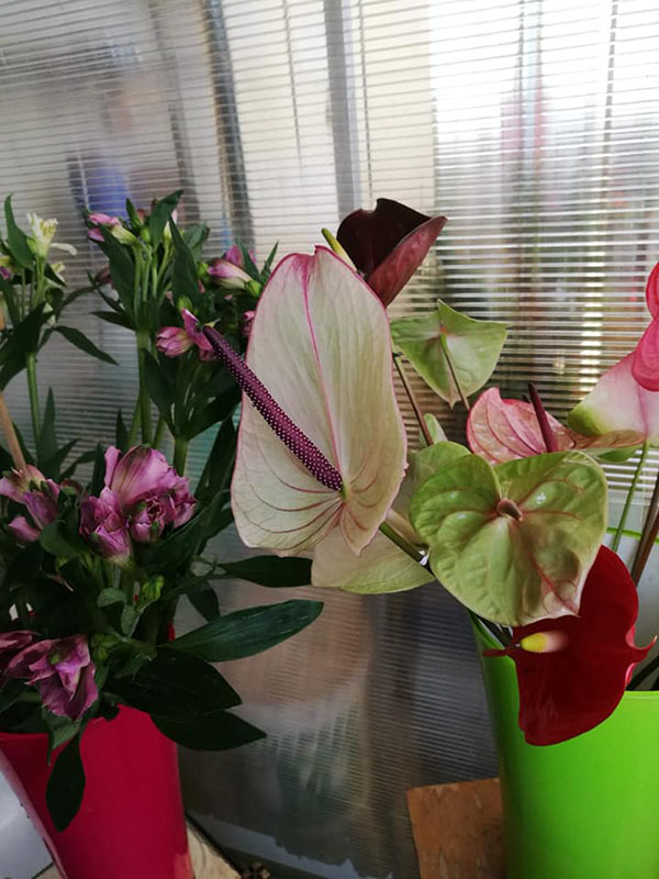 Production de bulbes à fleurs, Cruseilles