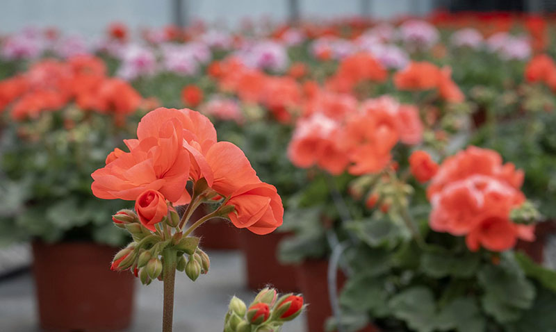 Horticulteurs