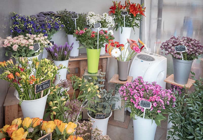 Production de bulbes à fleurs près de Neydens